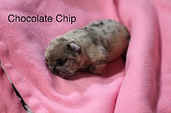 Female Merle, tan with brown and dark brown spots.