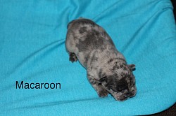 Male Merle, grey with dark grey spots.