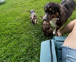 Zingy our Australian shepherd with Nicon and Mia