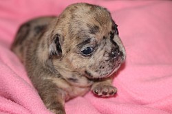 Female, Chocolate chip