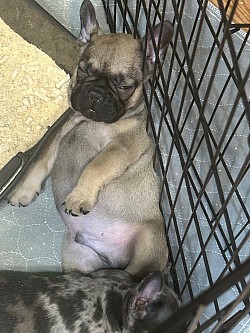 Snickerdooodle is knocked out. :) 6-12-24