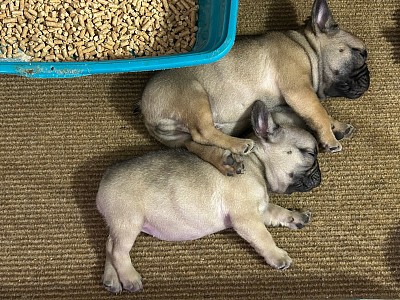 1 male 1 female